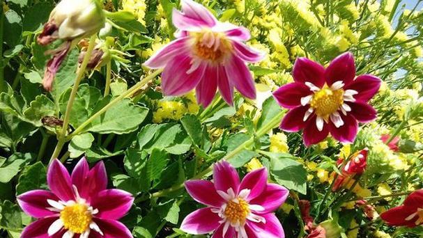 串百花语有何特别之处？串百花代表了什么？