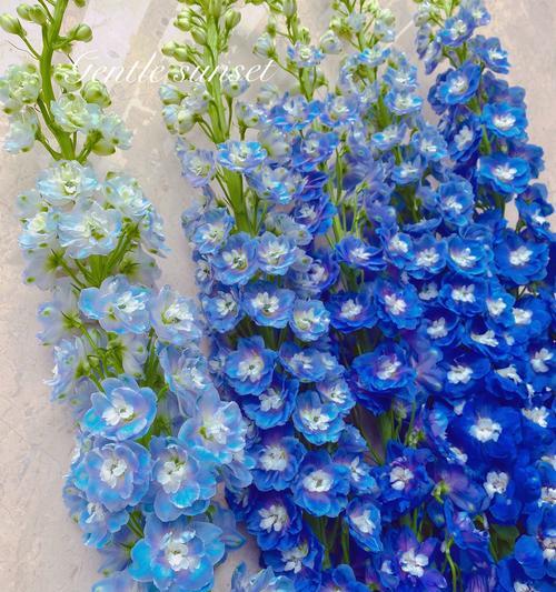 大飞燕花语是什么？大飞燕花象征着什么？