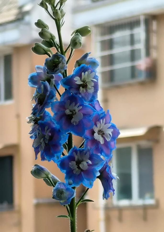 大飞燕花语是什么？大飞燕花象征着什么？
