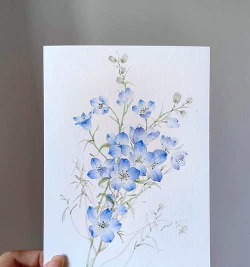 大飞燕花语是什么？大飞燕花象征着什么？