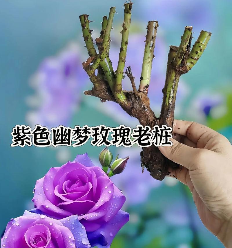 老桩花语是什么？如何理解老桩植物的花语含义？