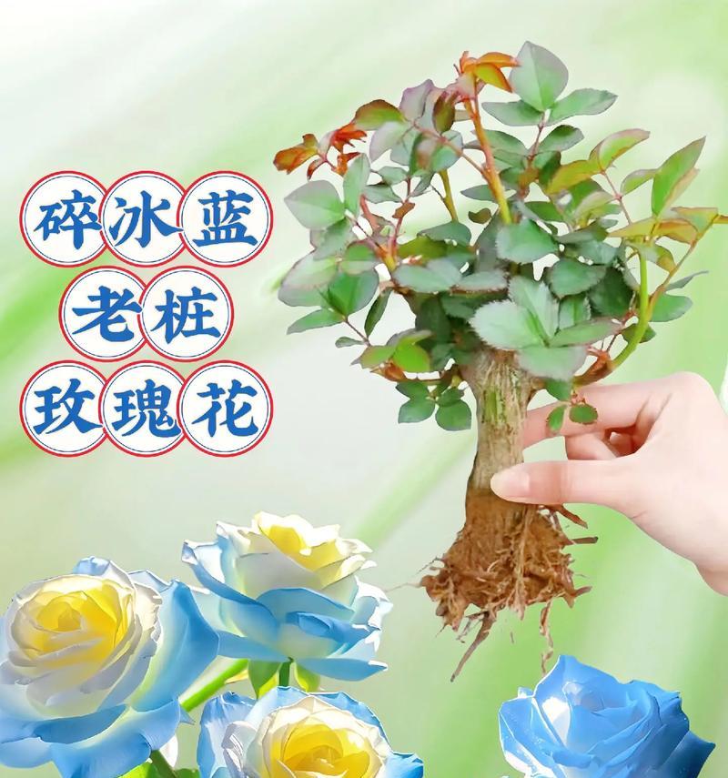 老桩花语是什么？如何理解老桩植物的花语含义？