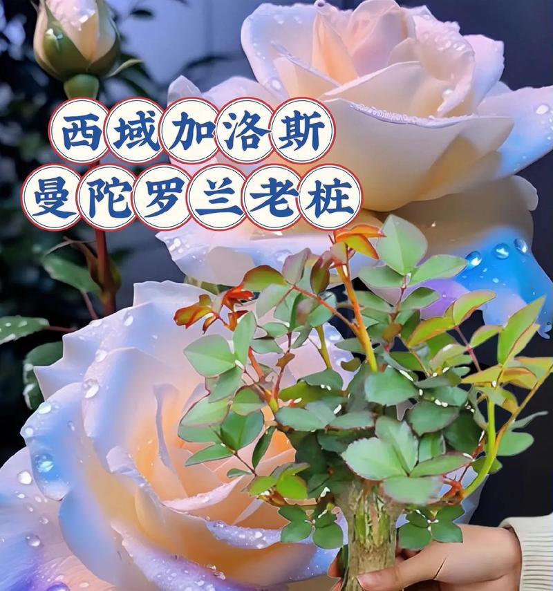 老桩花语是什么？如何理解老桩植物的花语含义？