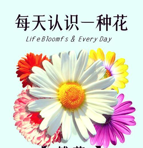 红拿花语代表什么？红拿植物的花语有哪些特别之处？