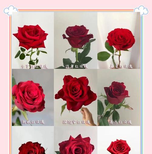 红拿花语代表什么？红拿植物的花语有哪些特别之处？