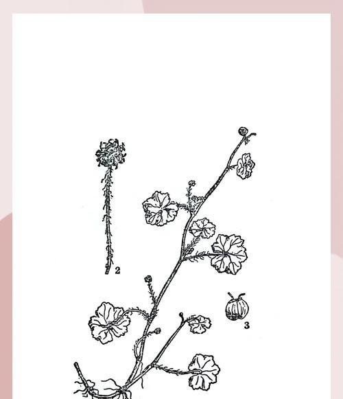 芫茜花语是什么意思？芫茜植物的花语有何特别之处？