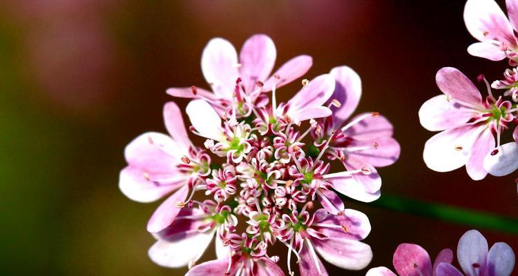 芫茜花语是什么意思？芫茜植物的花语有何特别之处？