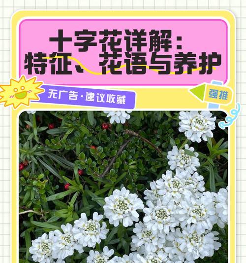 满的花语代表什么？满的植物花语有哪些含义？