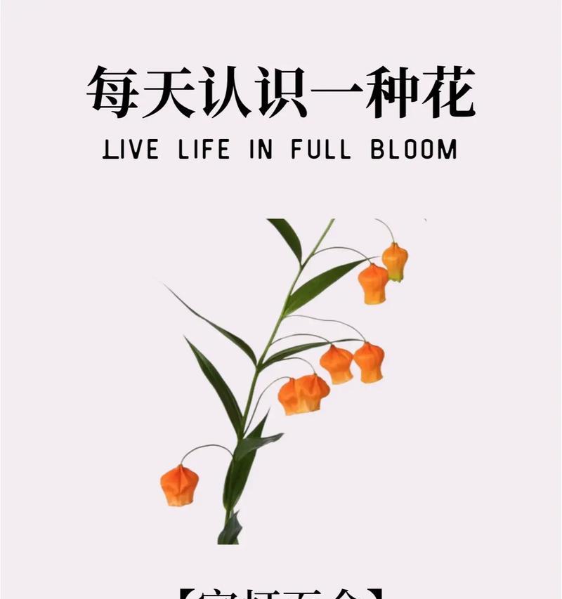 柱花花语有何寓意？柱花植物的花语背后的故事是什么？