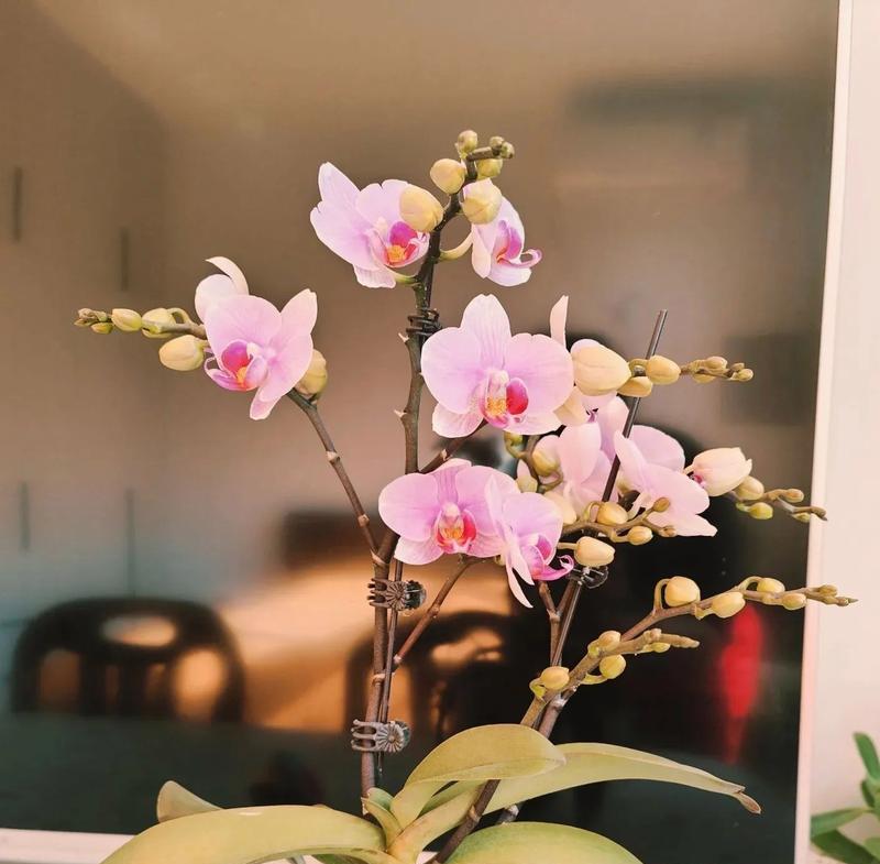 柱花花语有何寓意？柱花植物的花语背后的故事是什么？