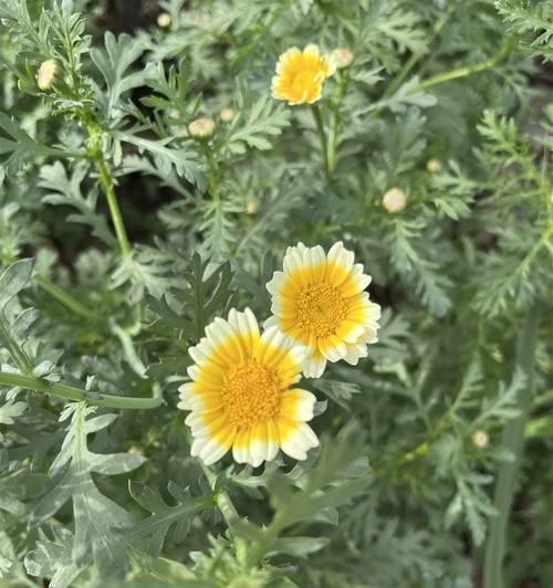 叶之花语是什么意思？叶之植物的花语有何特别之处？