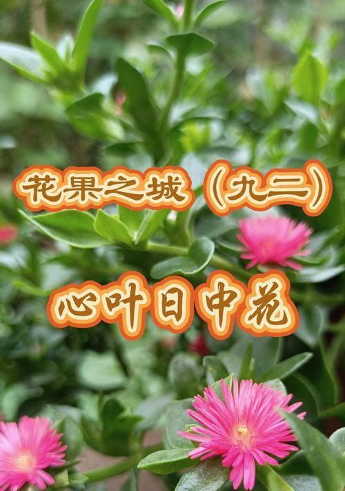 叶之花语是什么意思？叶之植物的花语有何特别之处？
