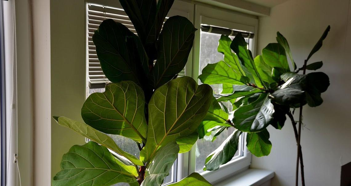 叶榕花语有哪些含义？叶榕植物的花语背后的故事是什么？