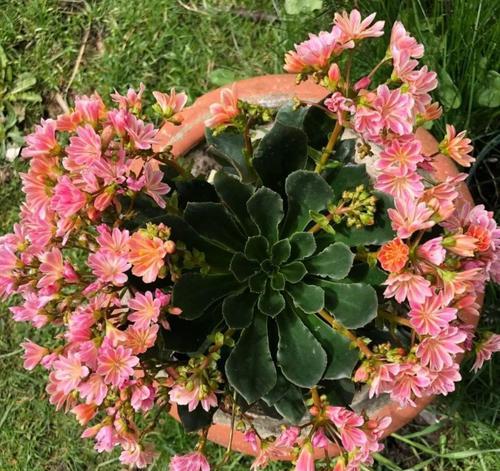 薇心花语代表什么？薇心植物的花语有何特别之处？