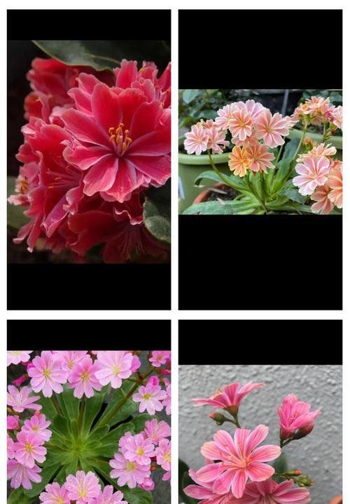 薇心花语代表什么？薇心植物的花语有何特别之处？