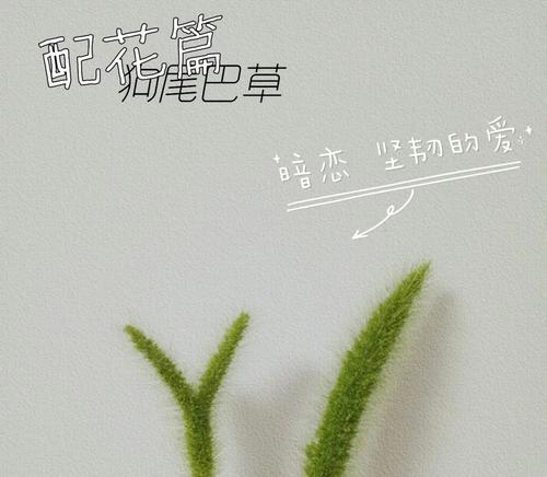 南草花语是什么意思？南草植物的花语有何特别之处？