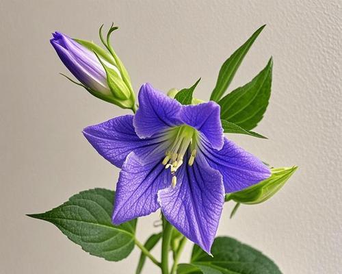 柑的花语有何寓意？柑植物的花语背后的故事是什么？