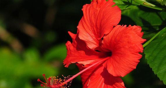 昊花花语代表什么？昊花植物的花语有何特别之处？