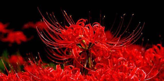 昊花花语代表什么？昊花植物的花语有何特别之处？