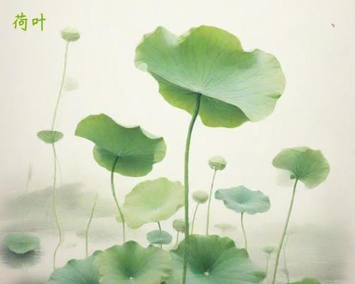 水苔花语是什么意思？水苔植物的花语有何特别之处？