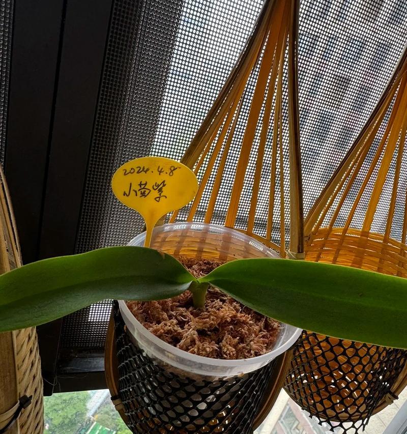 水苔花语是什么意思？水苔植物的花语有何特别之处？