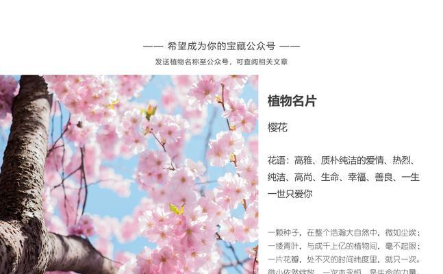 芋花花语是什么意思？芋花植物的花语有何特别之处？