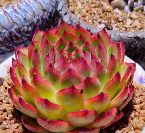 芋花花语是什么意思？芋花植物的花语有何特别之处？