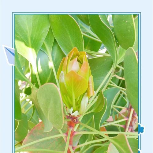 源之花语代表什么？源之植物的花语有何特别之处？