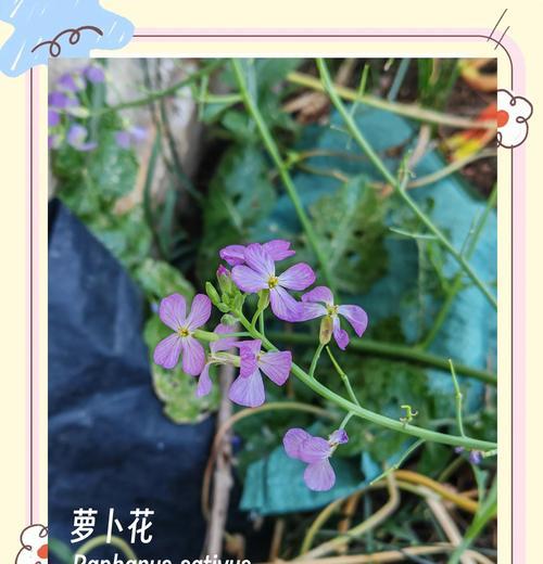 源之花语代表什么？源之植物的花语有何特别之处？