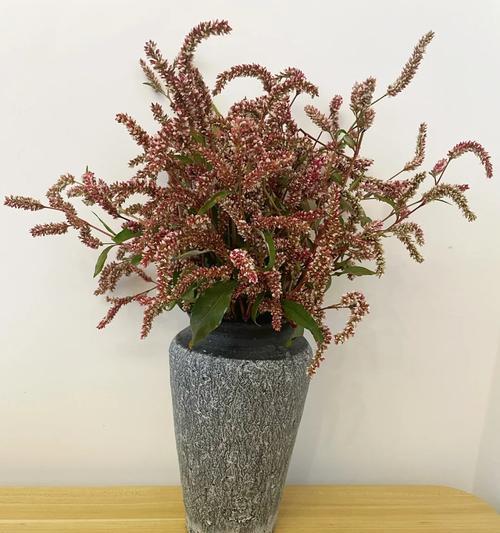 花语依赖是什么意思？如何正确理解花语依赖？