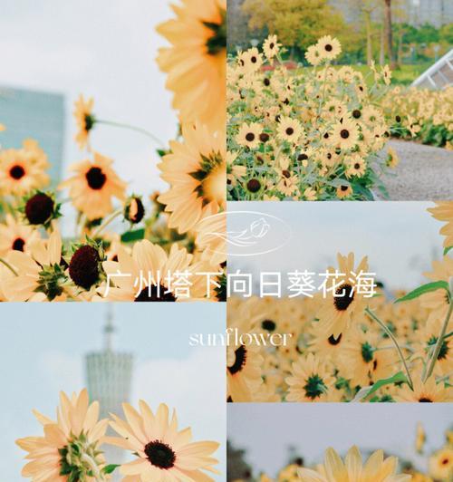 花语依赖是什么意思？如何正确理解花语依赖？