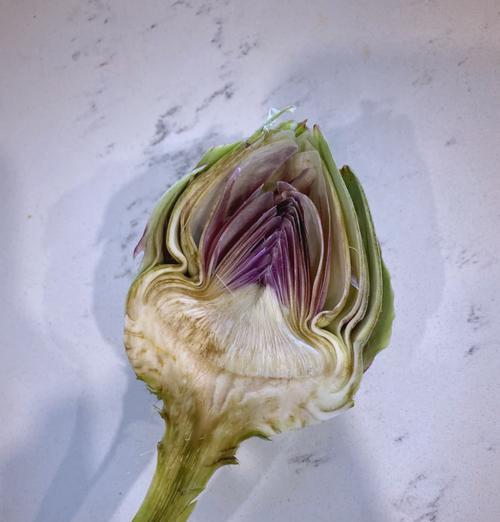 洋蓟花语有哪些含义？如何解读洋蓟的花语？