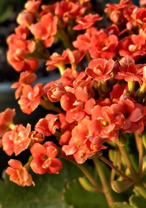 福寿花语代表什么？福寿花语的深层含义是什么？