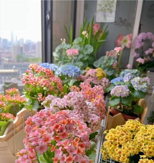 福寿花语代表什么？福寿花语的深层含义是什么？