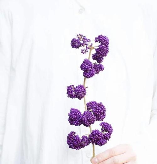 果子花语通常表达什么情感？果子花语的寓意有哪些？