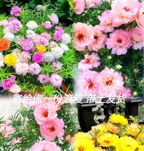 花语随便是什么意思？花语随便背后的含义是什么？