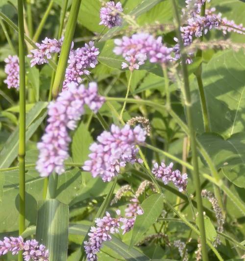 蓼花语有哪些特别之处？蓼花语在传统中代表什么？