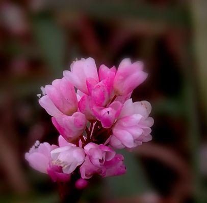 蓼花语有哪些特别之处？蓼花语在传统中代表什么？