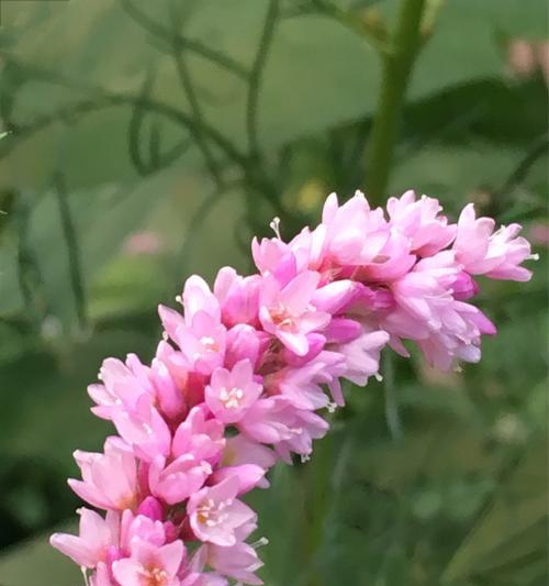 蓼花语有哪些特别之处？蓼花语在传统中代表什么？