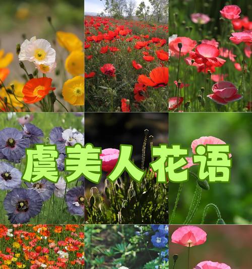 动物花语通常如何表达？动物花语的象征意义是什么？
