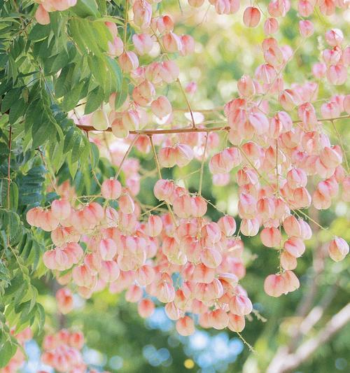 花语秋天有哪些独特之处？秋天的花语代表什么？