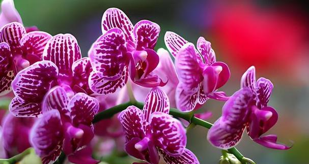 花语野性通常如何解读？花语野性的含义是什么？