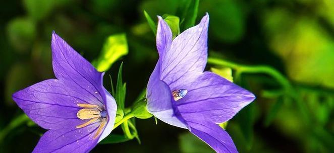 花语野性通常如何解读？花语野性的含义是什么？