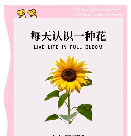 花语野性通常如何解读？花语野性的含义是什么？