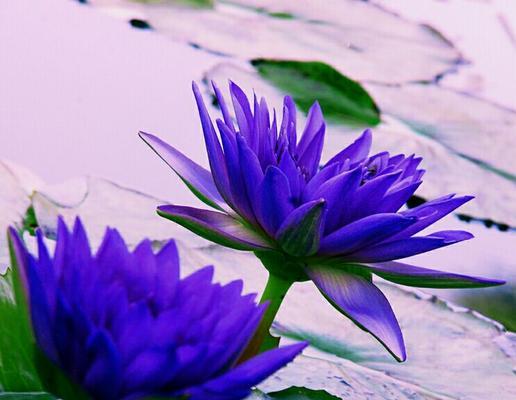 水生花语通常如何表达？水生花语的象征意义是什么？