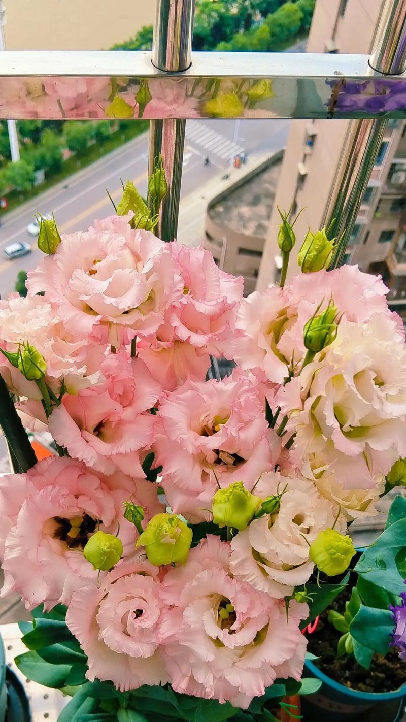 这个花语是什么意思？这个花语背后的含义是什么？