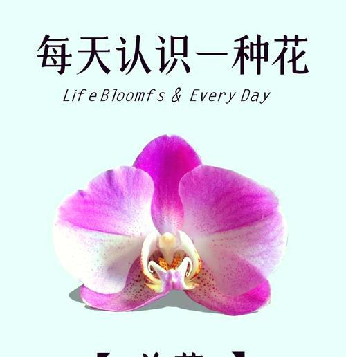 风和花语通常如何解读？风和花语的含义是什么？