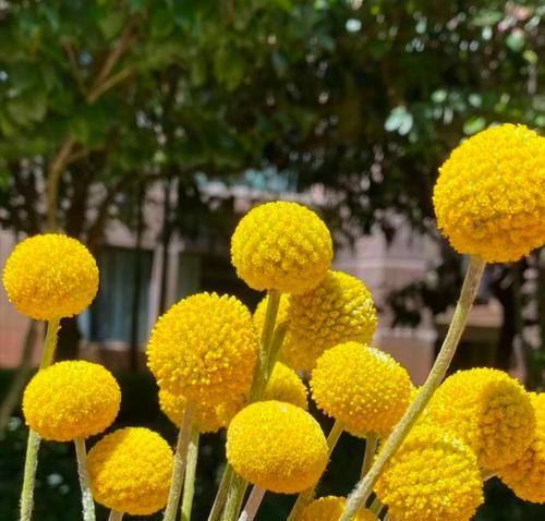 花语黄金有哪些独特之处？黄金的花语代表什么？