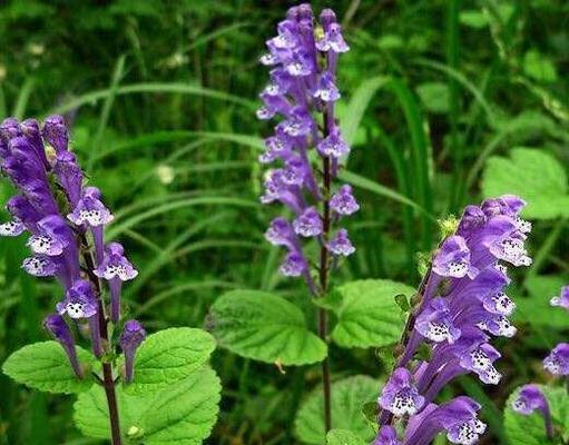 风行花语是什么意思？如何理解风行花语的深层含义？