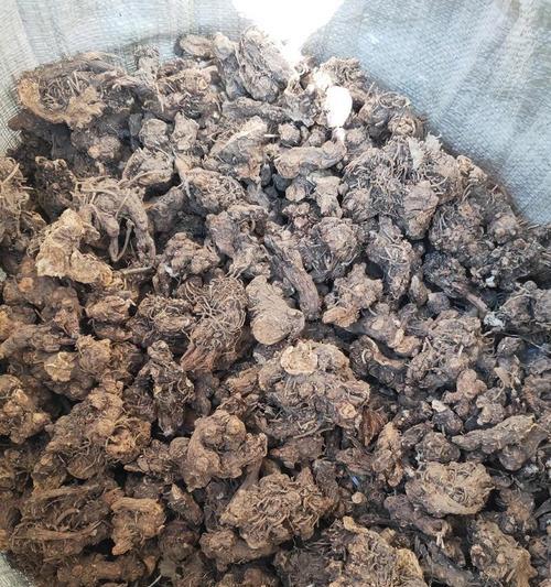 苍术花语有哪些独特之处？苍术花语在民间传说中代表什么？